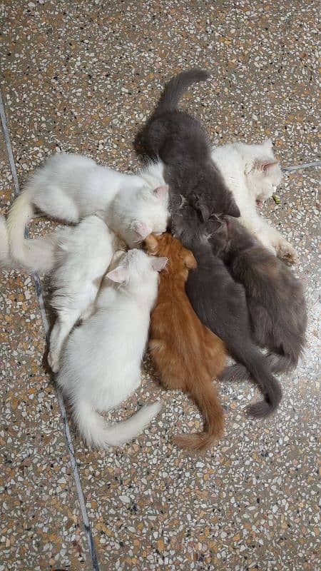 Persian 3 Months Old Kittens 2