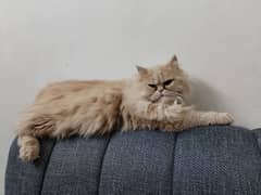 persian cat trpple coated cat vaccinated