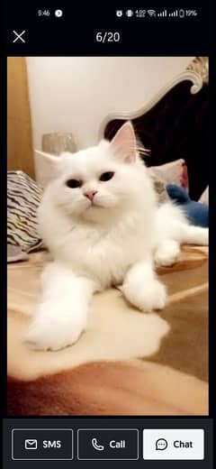 Doll face Persian double coat