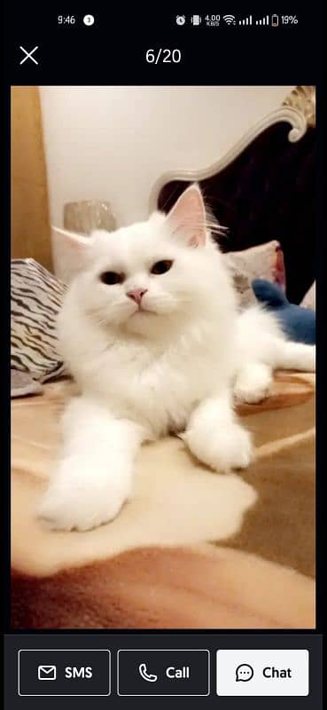 Doll face Persian double coat 0