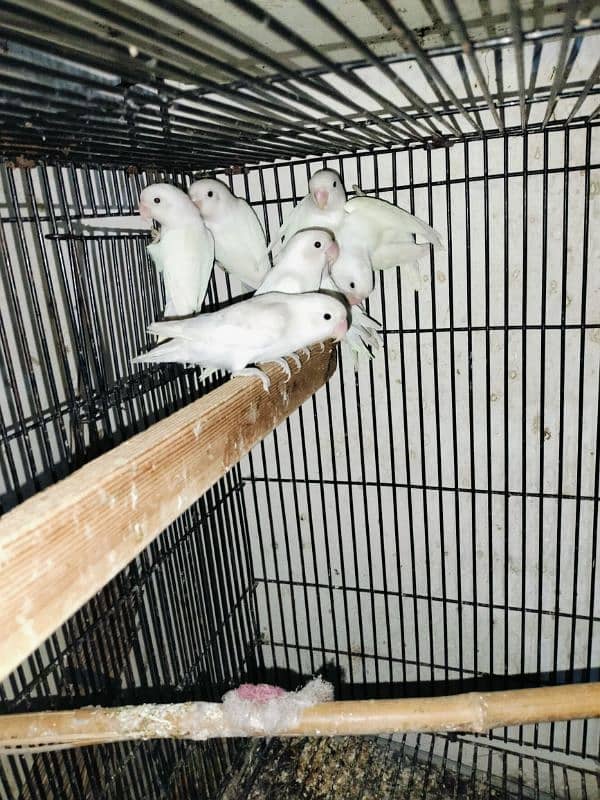 all breeder pair Split Ino available location Sialkot 3