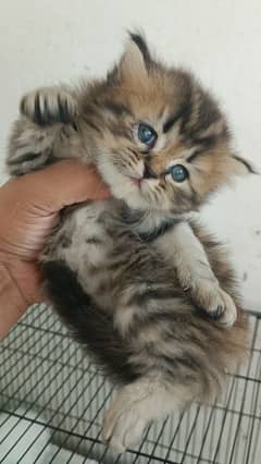 Persian Extra long coat Kittens dor sale