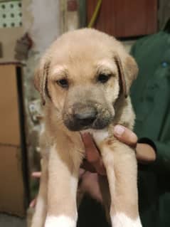 Anatolian Shepherd bred puppy