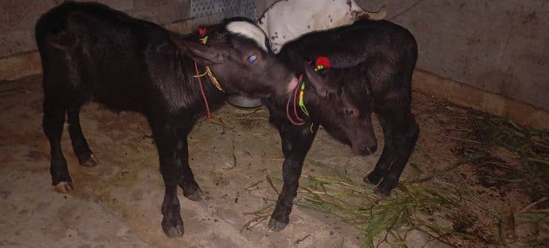 Call & What's Up 03212141001 2Buffalo Baby for sale Final Price 55000 0