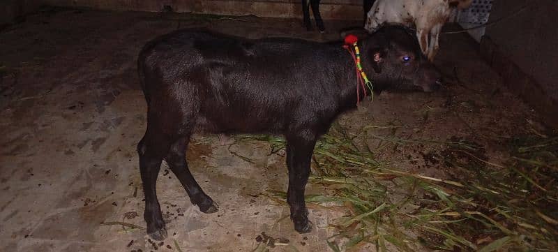 Call & What's Up 03212141001 2Buffalo Baby for sale Final Price 55000 2