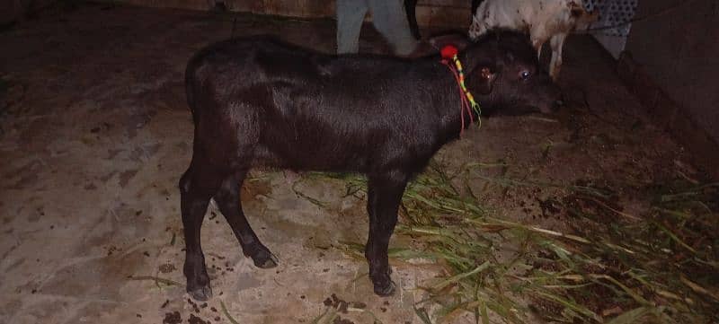 Call & What's Up 03212141001 2Buffalo Baby for sale Final Price 55000 3