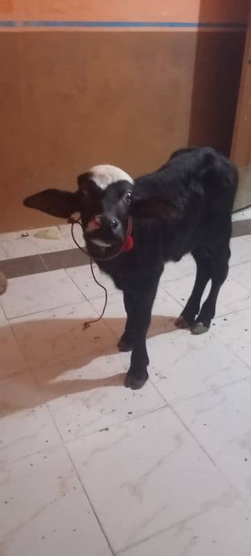 Call & What's Up 03212141001 2Buffalo Baby for sale Final Price 55000 4