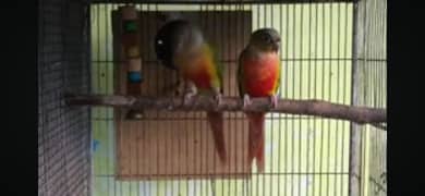 pineapple and yellow sided conure breeder pairs