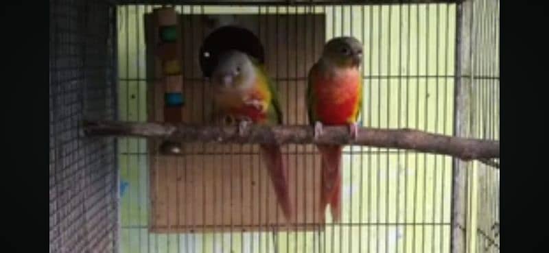 pineapple and yellow sided conure breeder pairs 1