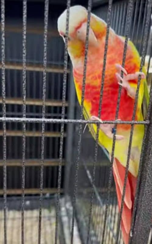 pineapple and yellow sided conure breeder pairs 2