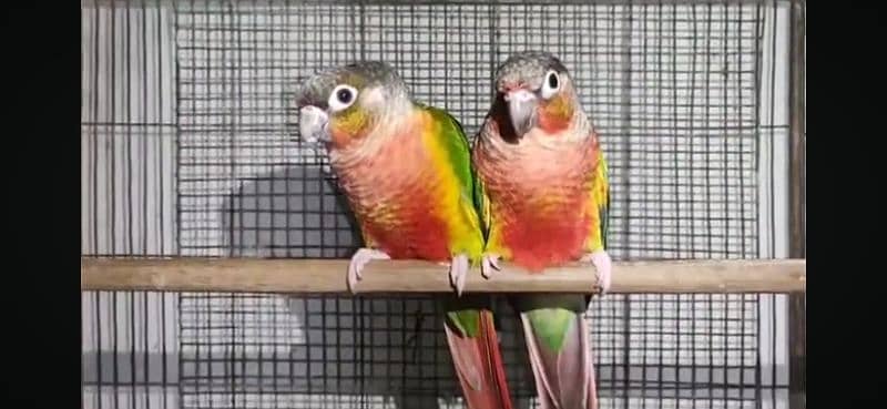 pineapple and yellow sided conure breeder pairs 3