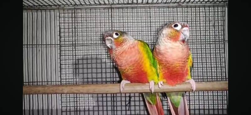 pineapple and yellow sided conure breeder pairs 4