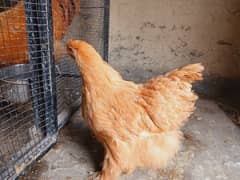 Golden Buff Female hen looking for new shelter