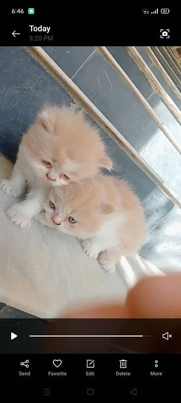 pure persian triple coat pair 0