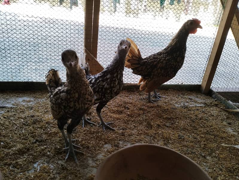 white silkie#white buff#bantam#sebrights 0