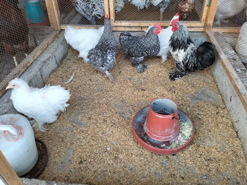 white silkie#white buff#bantam#sebrights 1