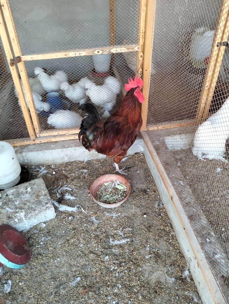 white silkie#white buff#bantam#sebrights 2