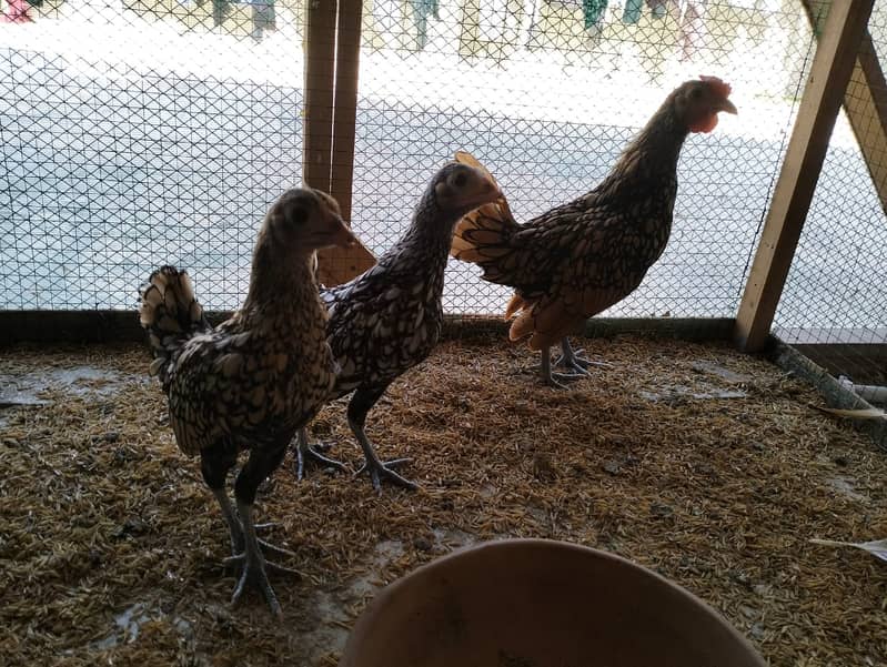 white silkie#white buff#bantam#sebrights 3