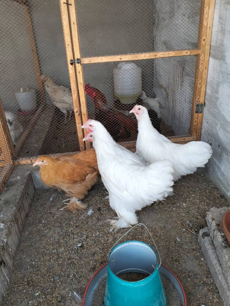 white silkie#white buff#bantam#sebrights 4