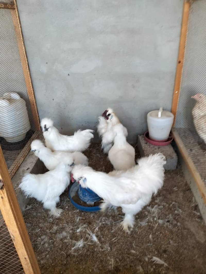 white silkie#white buff#bantam#sebrights 5