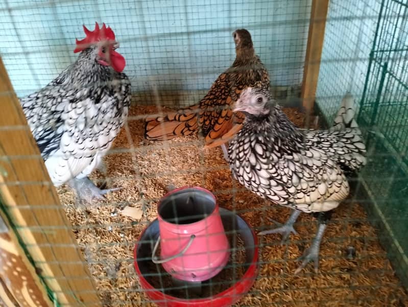 white silkie#white buff#bantam#sebrights 6