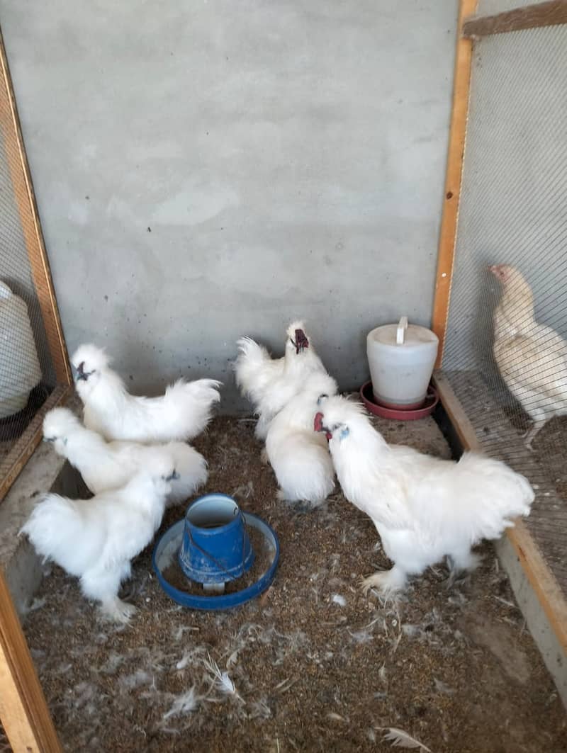 white silkie#white buff#bantam#sebrights 8