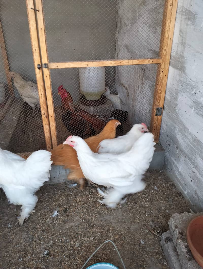 white silkie#white buff#bantam#sebrights 10