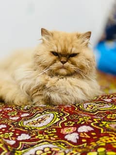 Beautifull Persian Cat For Sale