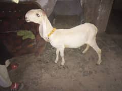 kka kjla bacha for sale 03251015300