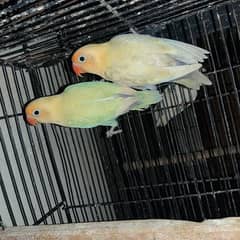 love  birds