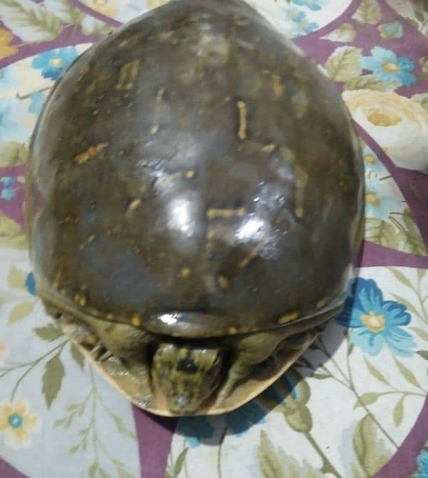 active turtle 2