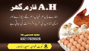 starter hens for egg production home breed