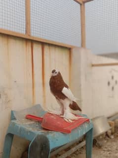 Megpie home breed pigeons