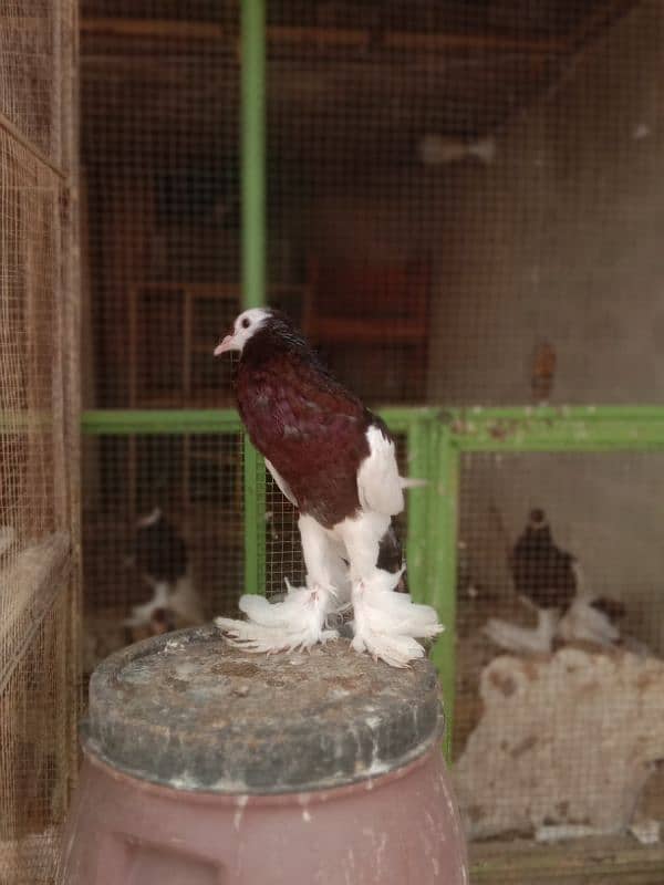 Megpie home breed pigeons 2