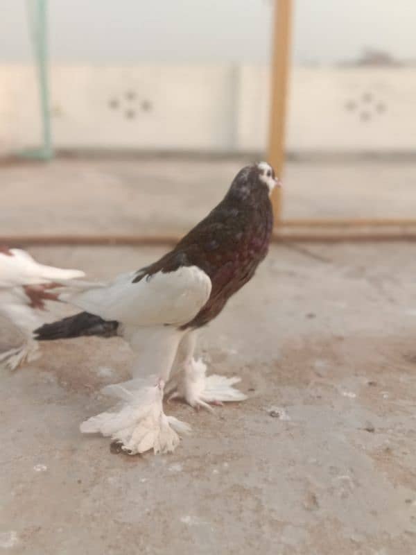 Megpie home breed pigeons 3