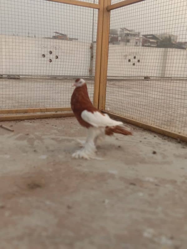 Megpie home breed pigeons 6