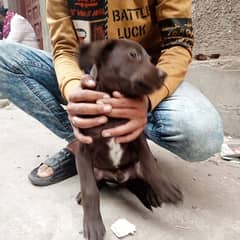 Chocolate Labrador male puppy