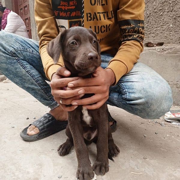 Chocolate Labrador male puppy 3