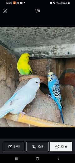 Australian parrots