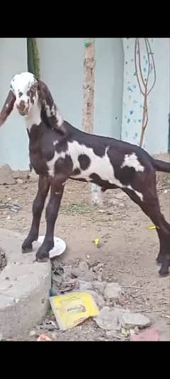 beetal dodh wali bakri male bacha