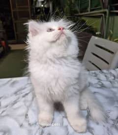 pure persian Kitten