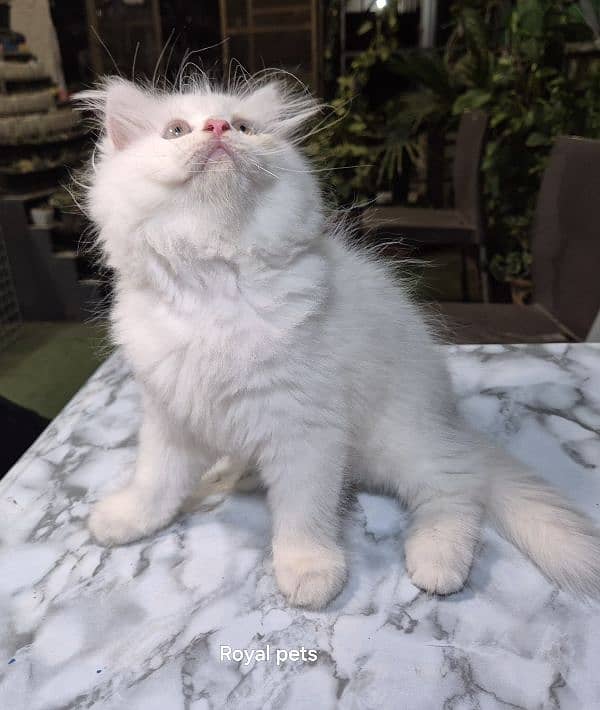 pure persian Kitten 2