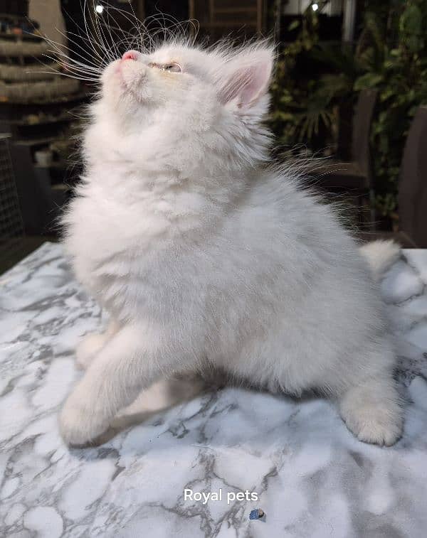 pure persian Kitten 3