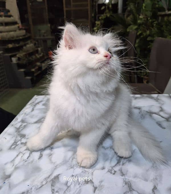 pure persian Kitten 5