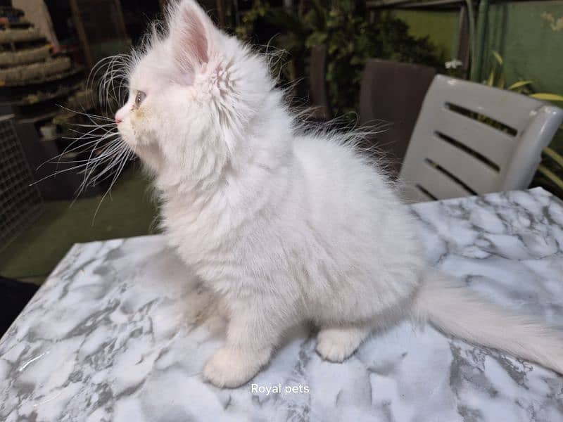 pure persian Kitten 6