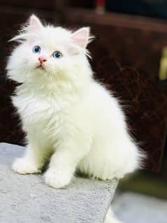 Persian Kitten available now