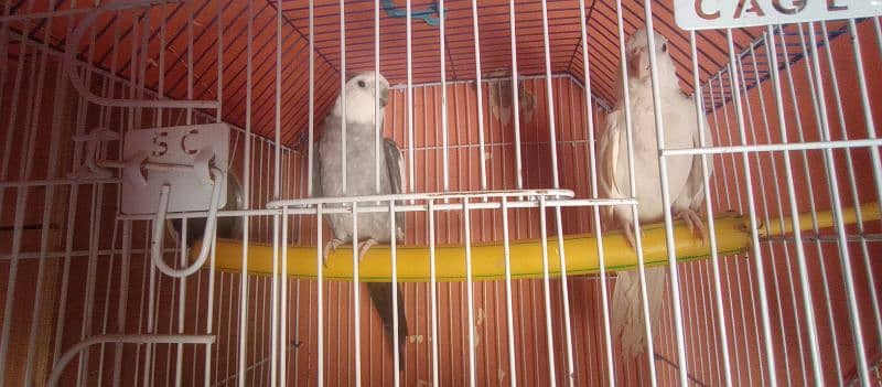 Cocktail singing pair for sale 0