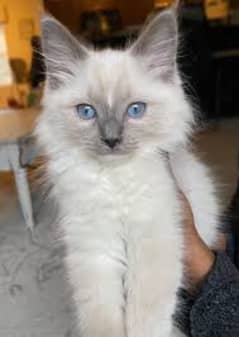 Pure Ragdoll kittens" whatsapp ( 03275691307)