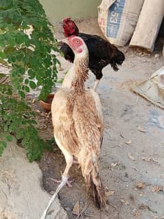 Aseel breeder pair