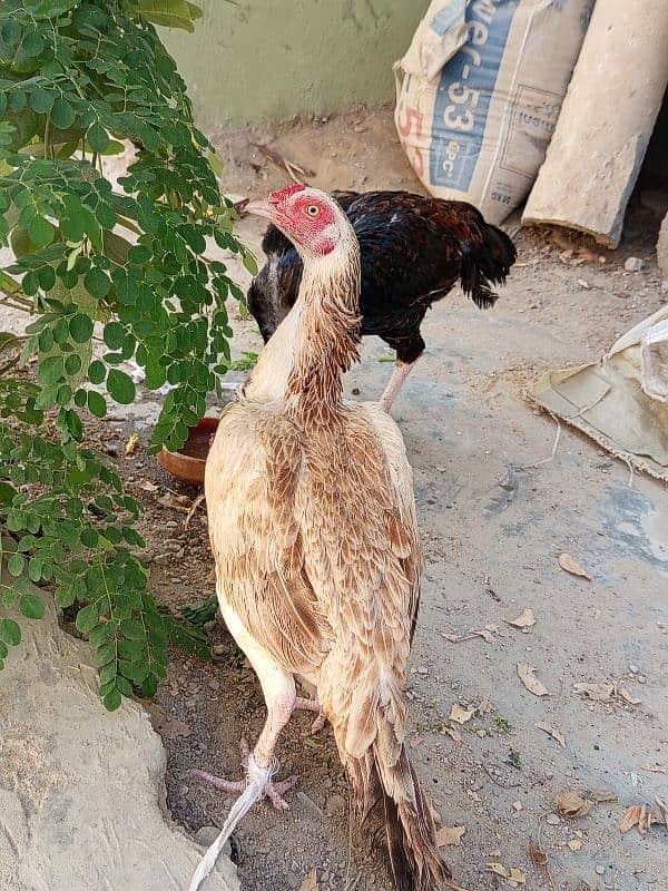 Aseel breeder pair 2